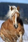 haflingerhengst--winterstar-16